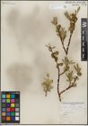 Foto von Salix lemmonii Bebb